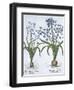 Two Blue Hyacinths, from Hortus Eystettensis, by Basil Besler-null-Framed Giclee Print