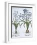 Two Blue Hyacinths, from Hortus Eystettensis, by Basil Besler-null-Framed Giclee Print