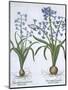 Two Blue Hyacinths, from Hortus Eystettensis, by Basil Besler-null-Mounted Giclee Print