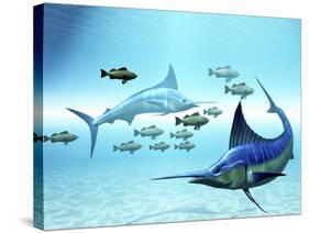 Two Blue Marlins Circle a School of Fish in Ocean Waters-Stocktrek Images-Stretched Canvas