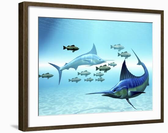 Two Blue Marlins Circle a School of Fish in Ocean Waters-Stocktrek Images-Framed Photographic Print