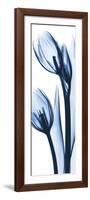 Two Blue Tulips-Albert Koetsier-Framed Art Print