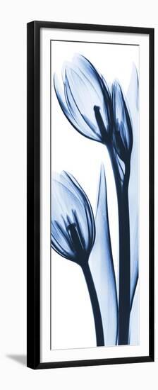 Two Blue Tulips-Albert Koetsier-Framed Premium Giclee Print