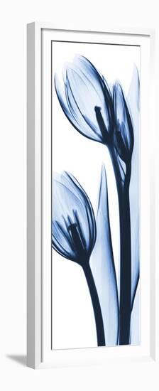 Two Blue Tulips-Albert Koetsier-Framed Premium Giclee Print