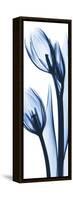 Two Blue Tulips-Albert Koetsier-Framed Stretched Canvas