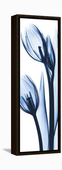 Two Blue Tulips-Albert Koetsier-Framed Stretched Canvas