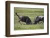 Two Blue Wildebeest (Brindled Gnu) (Connochaetes Taurinus) Bulls Fighting-James Hager-Framed Photographic Print