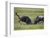 Two Blue Wildebeest (Brindled Gnu) (Connochaetes Taurinus) Bulls Fighting-James Hager-Framed Photographic Print