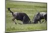 Two Blue Wildebeest (Brindled Gnu) (Connochaetes Taurinus) Bulls Fighting-James Hager-Mounted Photographic Print