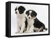 Two Border Collie Puppies, 6 Weeks-Mark Taylor-Framed Stretched Canvas