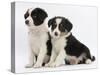 Two Border Collie Puppies, 6 Weeks-Mark Taylor-Stretched Canvas