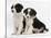 Two Border Collie Puppies, 6 Weeks-Mark Taylor-Stretched Canvas