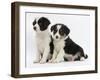 Two Border Collie Puppies, 6 Weeks-Mark Taylor-Framed Photographic Print