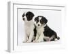 Two Border Collie Puppies, 6 Weeks-Mark Taylor-Framed Photographic Print