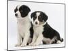 Two Border Collie Puppies, 6 Weeks-Mark Taylor-Mounted Photographic Print