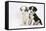 Two Border Collie Puppies Sitting-Mark Taylor-Framed Stretched Canvas