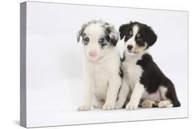 Two Border Collie Puppies Sitting-Mark Taylor-Stretched Canvas