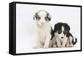 Two Border Collie Puppies Sitting-Mark Taylor-Framed Stretched Canvas