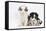 Two Border Collie Puppies Sitting-Mark Taylor-Framed Stretched Canvas