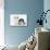 Two Border Collie Puppies Sitting-Mark Taylor-Stretched Canvas displayed on a wall