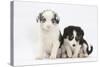Two Border Collie Puppies Sitting-Mark Taylor-Stretched Canvas
