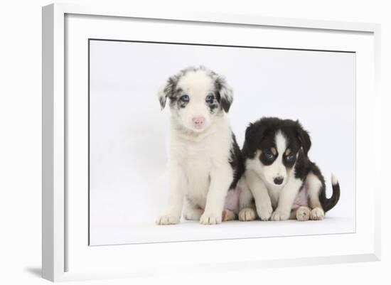 Two Border Collie Puppies Sitting-Mark Taylor-Framed Photographic Print