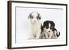 Two Border Collie Puppies Sitting-Mark Taylor-Framed Photographic Print