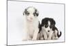 Two Border Collie Puppies Sitting-Mark Taylor-Mounted Photographic Print
