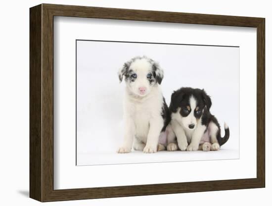 Two Border Collie Puppies Sitting-Mark Taylor-Framed Photographic Print