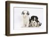 Two Border Collie Puppies Sitting-Mark Taylor-Framed Photographic Print