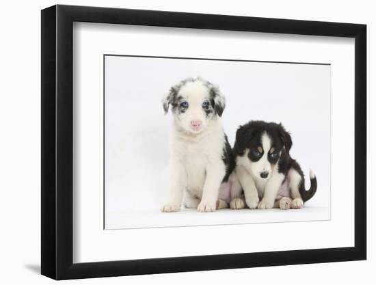 Two Border Collie Puppies Sitting-Mark Taylor-Framed Photographic Print