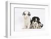 Two Border Collie Puppies Sitting-Mark Taylor-Framed Photographic Print