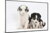 Two Border Collie Puppies Sitting-Mark Taylor-Mounted Photographic Print