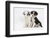 Two Border Collie Puppies Sitting-Mark Taylor-Framed Photographic Print