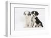 Two Border Collie Puppies Sitting-Mark Taylor-Framed Photographic Print