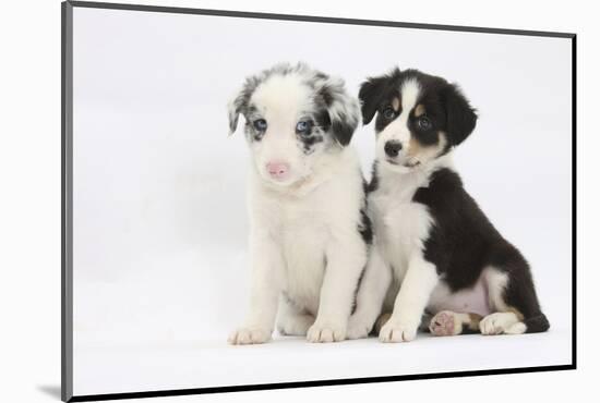 Two Border Collie Puppies Sitting-Mark Taylor-Mounted Photographic Print