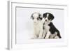 Two Border Collie Puppies Sitting-Mark Taylor-Framed Photographic Print