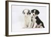 Two Border Collie Puppies Sitting-Mark Taylor-Framed Photographic Print