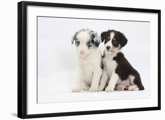 Two Border Collie Puppies Sitting-Mark Taylor-Framed Photographic Print