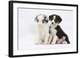 Two Border Collie Puppies Sitting-Mark Taylor-Framed Photographic Print