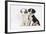 Two Border Collie Puppies Sitting-Mark Taylor-Framed Photographic Print