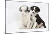 Two Border Collie Puppies Sitting-Mark Taylor-Mounted Photographic Print