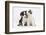 Two Border Collie Puppies Sitting-Mark Taylor-Framed Photographic Print