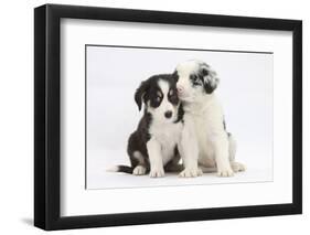 Two Border Collie Puppies Sitting-Mark Taylor-Framed Photographic Print