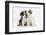 Two Border Collie Puppies Sitting-Mark Taylor-Framed Photographic Print