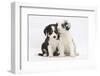 Two Border Collie Puppies Sitting-Mark Taylor-Framed Photographic Print