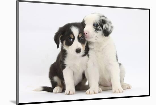 Two Border Collie Puppies Sitting-Mark Taylor-Mounted Photographic Print