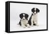 Two Border Collie Puppies-Mark Taylor-Framed Stretched Canvas