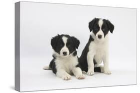 Two Border Collie Puppies-Mark Taylor-Stretched Canvas