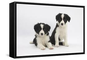 Two Border Collie Puppies-Mark Taylor-Framed Stretched Canvas